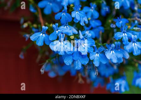 Fleurs bleues du jardin lobelia (Lobelia erinus L.) plantées dans un contenant de jardin de fleurs Banque D'Images