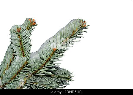 Branche de sapin couverte de neige - gros plan d'un sapin branche dirigée vers la droite sur un fond blanc - Fir Nordmann (Abies nordmanniana) Banque D'Images