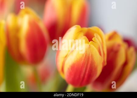 Tulipes rouges et jaunes dans un bouquet gros plan Banque D'Images