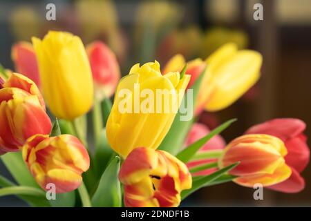 Tulipes rouges et jaunes dans un bouquet gros plan Banque D'Images