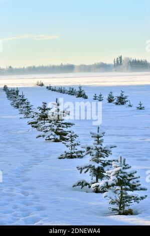 Des rangées d'arbres à feuilles persistantes plantées qui poussent sur un champ agricole pour agir comme une rupture de vent à la limite du champ dans les régions rurales de l'Alberta au Canada. Banque D'Images