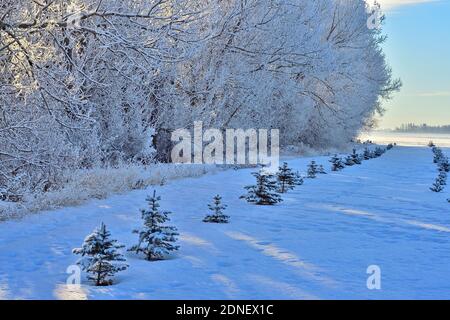 Image paysagère d'arbres couverts de gel plantés comme brise-vent dans une ferme rurale du Canada de l'Alberta. Banque D'Images