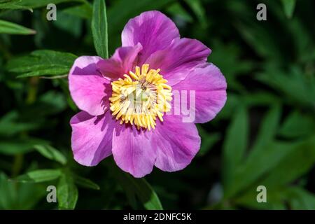 'Veitchii Peony' , Rosenpion (Paeonia veitchii) Stock Photo