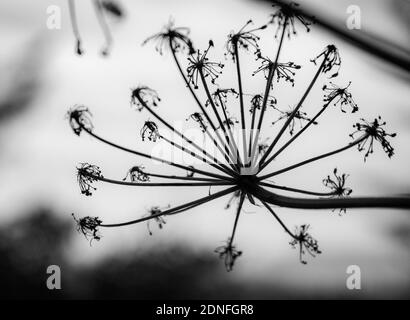 Silhouette de l'usine de panais de vache, Californie Banque D'Images