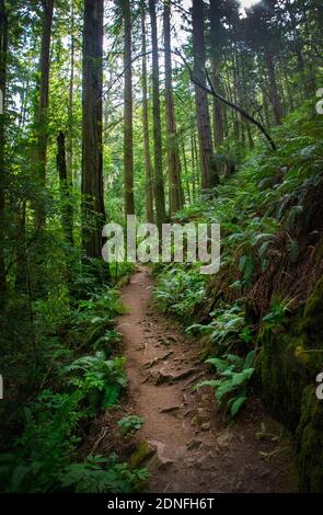 Steep Ravine Trail, parc national de Mount Tamalpais, Californie Banque D'Images