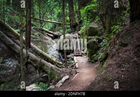 Steep Ravine Trail, Mount Tamalpais, Californie Banque D'Images