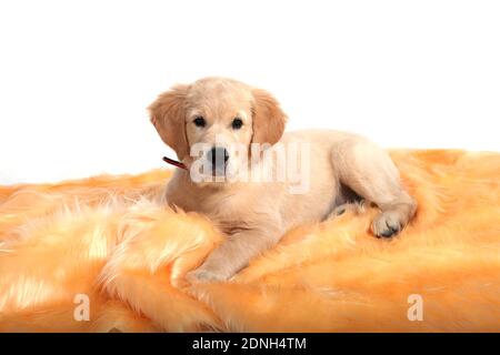 Un adorable chiot drôle de Golden Retriever allongé sur un tapis beige sur un fond blanc isolé et regarde l'appareil photo. Photo de haute qualité Banque D'Images