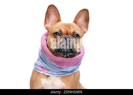 Chien Bulldog français portant un foulard chaud à boucle autour du cou à restez au chaud par temps froid, isolé sur fond blanc Banque D'Images