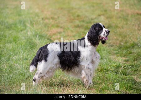 Un Springer Spaniel anglais debout sur un pré. Allemagne Banque D'Images