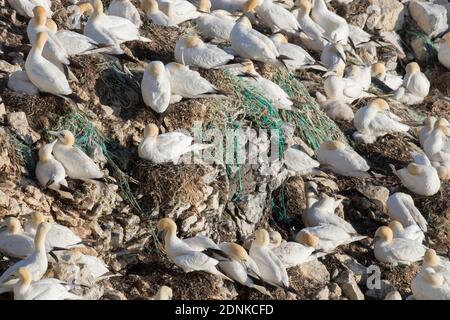 Gannet du Nord (Morus bassanus). Colonie de reproduction en Islande. Les oiseaux ont utilisé beaucoup de fragments de filets de pêche commerciaux pour construire leurs nids. Colonie à Stori Karl, Langanes, Nordurland Eystra, Islande Banque D'Images