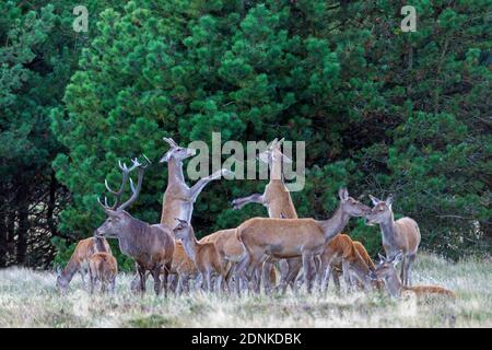 Red Deer (Cervus elaphus). Deux mâles combattant avec des bois de velours. Ils se frappent les uns les autres avec leurs membres antérieurs parce que les bois sont encore trop sensibles. Danemark Banque D'Images