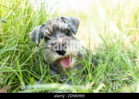 Schnauzer miniature. Chiot allongé sur un pré. Allemagne Banque D'Images