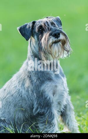 Schnauzer standard. Portrait du chien adulte. Allemagne. Banque D'Images