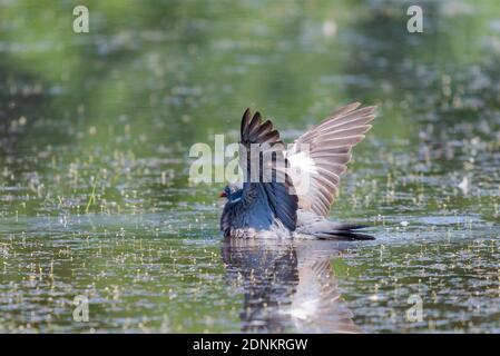 Pigeon de bois sauvage ou Palumbus de Columba dans l'eau de l'étang. Banque D'Images