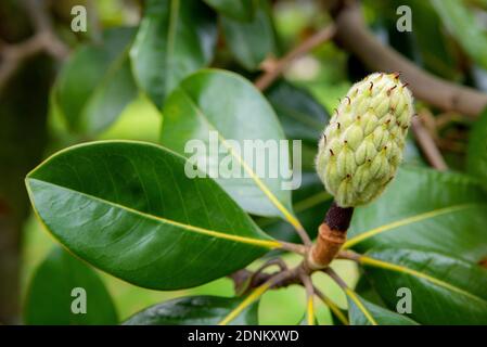 Magnolia grandiflora fruit avec graines gros plan. Banque D'Images