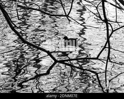 Moorhen Gallinula chloropus le soir d'hiver sur le point de rôtir La nuit dans la sécurité des arbres de bord d'eau Norfolk Banque D'Images