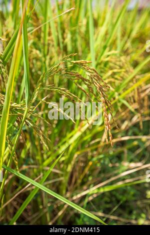 Graines de rizières fermées dans le champ de paddy Banque D'Images