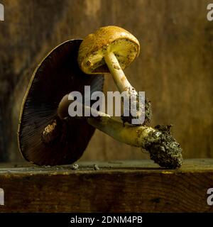 Champignon unique poussant sur la surface en bois capture la beauté de la nature en fin d'après-midi Banque D'Images