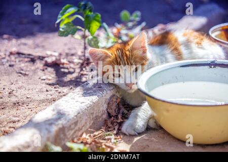 Portrait d'un chaton blanc rouge à l'extérieur. Chaton drôle couché dans la cour près d'un bol d'eau Banque D'Images