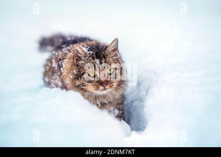 Chat à l'extérieur en hiver. Chat gris sibérien marchant dans la neige profonde en hiver Banque D'Images