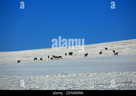 La prairie d'hiver hulunbuir paître les chevaux Banque D'Images