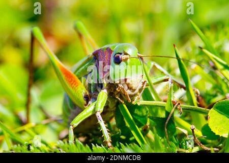 Wart-biter (Decticus verruciphorus). Portrait d'un adulte. Autriche Banque D'Images