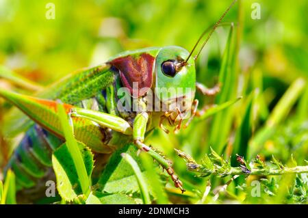 Wart-biter (Decticus verruciphorus). Portrait d'un adulte. Autriche Banque D'Images