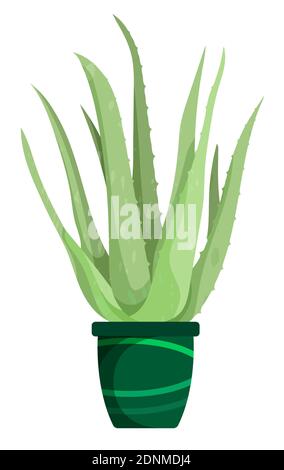 Aloès. Plante tropicale intérieure en pot de fleurs. Feuilles charnues larges, succulents, cactus. Fleurs intérieures curatives. Plantes dans le jardin de batanique. Vecteur Illustration de Vecteur