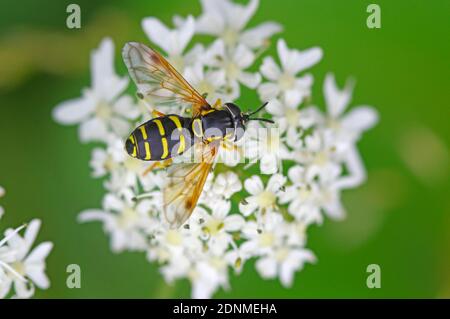 Survoler, survoler (Sericomomyia silans) sur les fleurs de l'Arrow commun (Achillea millefolium). Autriche Banque D'Images