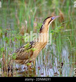 Bittern eurasien, Grand Bittern (Botaurus stellaris) dans la région roseaux d'un lac. Parc national de Neusiedler See, Autriche Banque D'Images