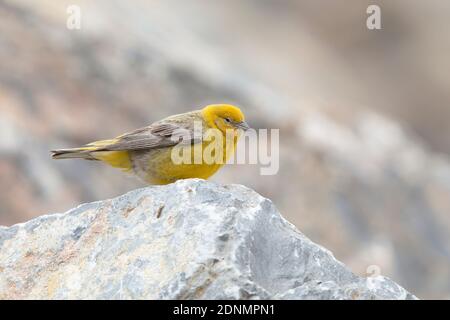 Greater Yellow-finch, El Yeso, Chili, janvier 2018 Banque D'Images