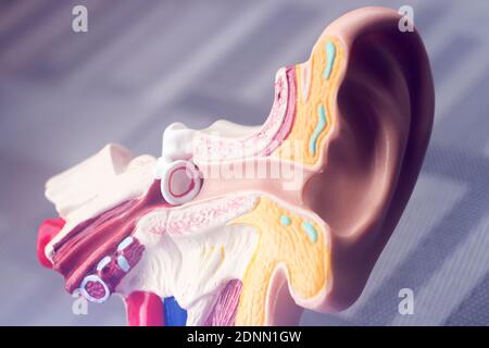 Oreille auditive modèle d'enseignement médical. Banque D'Images