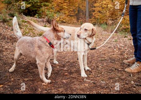 Labrador Retriever et Australian Cattle Dog se rencontrent, situation tendue, contact indésirable. Grmany Banque D'Images