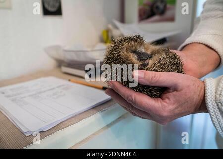 Hérisson commun (erinaceus europaeus). Le bébé orphelin est un poste de sauvetage de poids. Allemagne Banque D'Images