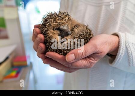 Hérisson commun (erinaceus europaeus). Bébé orphelin dans un poste de secours. Allemagne Banque D'Images