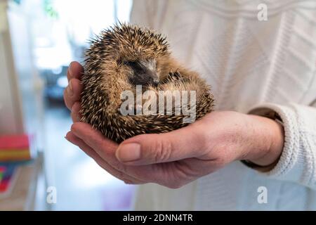 Hérisson commun (erinaceus europaeus). Bébé orphelin dans un poste de secours. Allemagne Banque D'Images