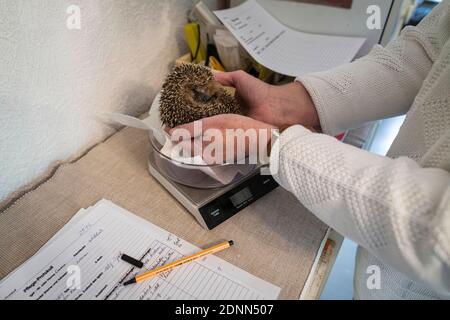 Hérisson commun (erinaceus europaeus). Le bébé orphelin est un poste de sauvetage de poids. Allemagne Banque D'Images