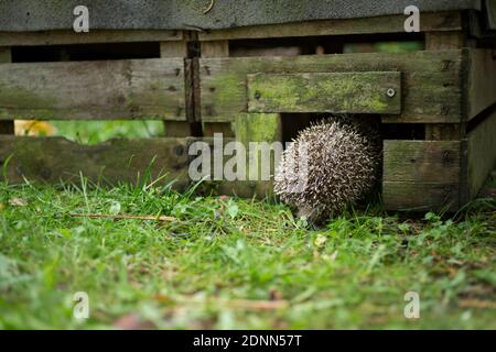 Le hérisson commun (erinaceus europaeus) visite une maison de hérisson dans une enceinte extérieure. Allemagne Banque D'Images