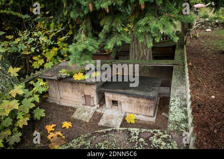 Hérisson commun (erinaceus europaeus). Maisons Hedgehog dans une enceinte extérieure. Allemagne Banque D'Images