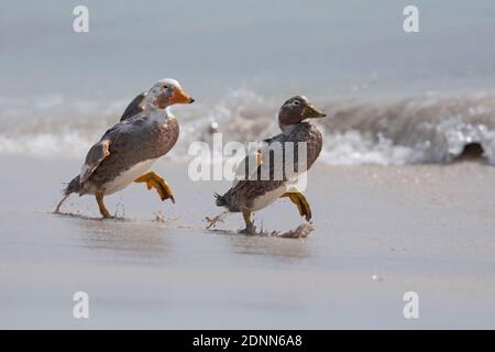 Falkland Flightless Steamer duck pair display, île bleaker, Falkland, janvier 2018 Banque D'Images