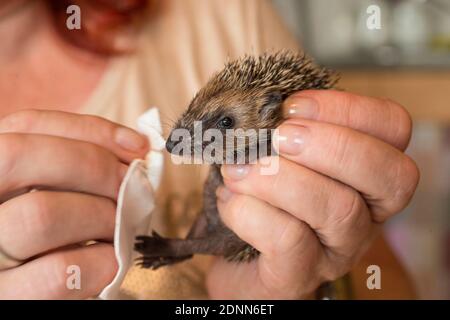 Hérisson commun (erinaceus europaeus). Bébé orphelin nettoyé avec une serviette. Allemagne Banque D'Images