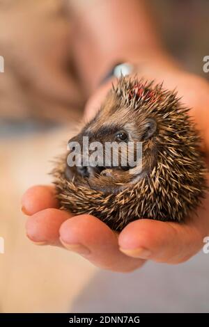 Hérisson commun (erinaceus europaeus). Bébé orphelin dans un poste de secours. Allemagne Banque D'Images