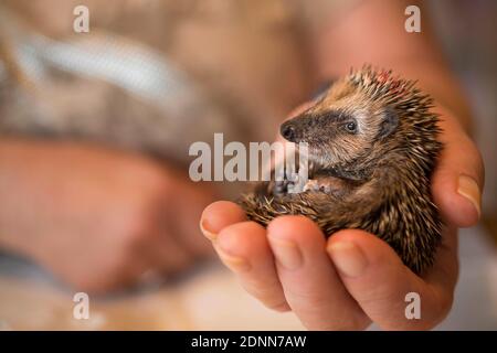 Hérisson commun (erinaceus europaeus). Bébé orphelin dans un poste de secours. Allemagne Banque D'Images