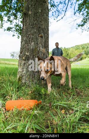 Chien de bétail australien à la recherche et à la recherche d'un mannequin derrière un arbre. Allemagne Banque D'Images