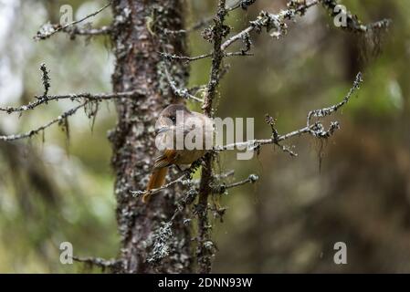 Oiseau perching sur branche de pin Banque D'Images