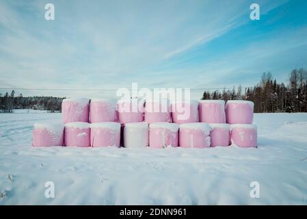 Bales of hay at winter Stock Photo