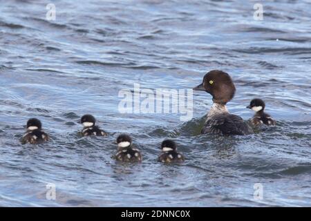 Troc de Goldeneye (Bucephala islandica). Femelle avec des poussins sur l'eau. Islande Banque D'Images