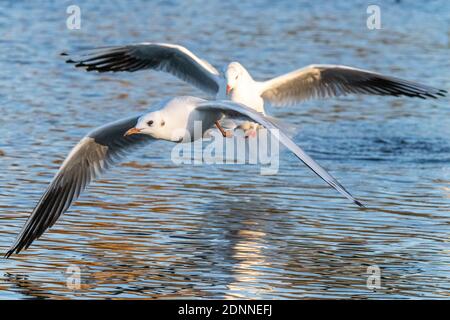 Une paire de goélands à tête noire en hiver, en plumage, se écume sur un lac de Busy Park, à l'ouest de Londres, au Royaume-Uni Banque D'Images