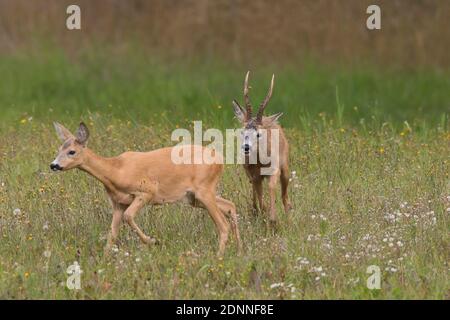 Le Chevreuil (Capreolus capreolus). Buck après doe pendant le rut. La Suède Banque D'Images