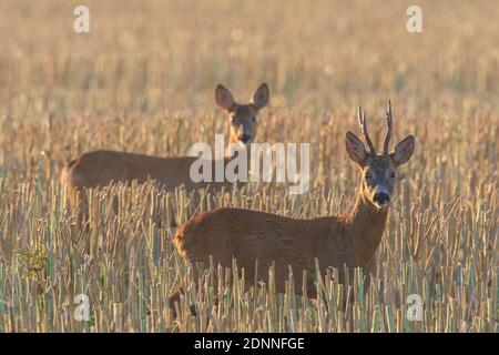 Cerf de Virginie (Capranolus capranolus). Couple dans un champ de grain pendant la rut. Suède Banque D'Images